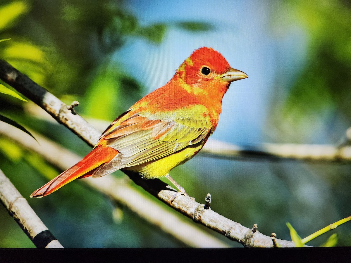 Summer Tanager - Jeremy  Meyer