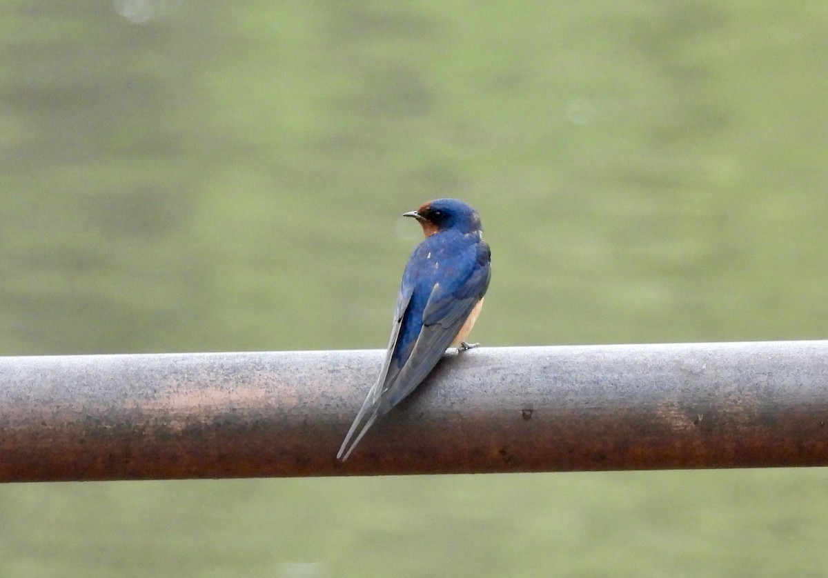 Tree Swallow - ML618247833