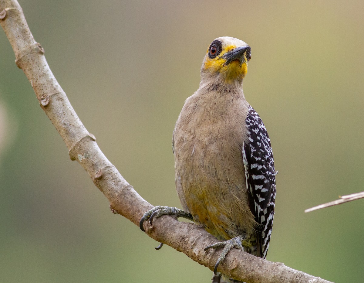 Golden-cheeked Woodpecker - Adam Sell