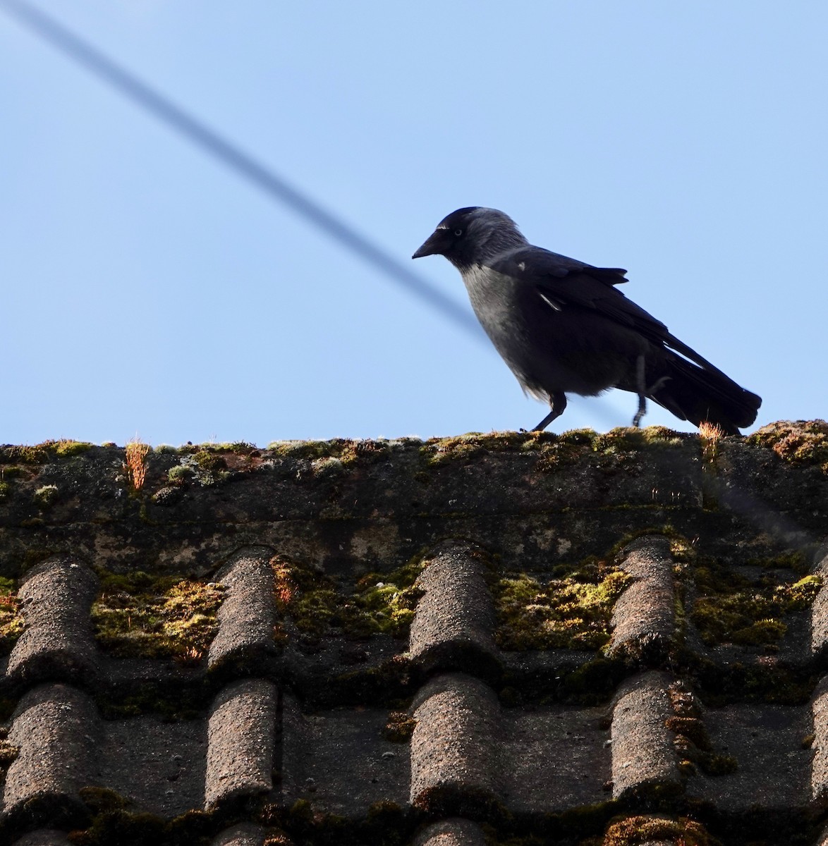 Eurasian Jackdaw - Nancy Henke