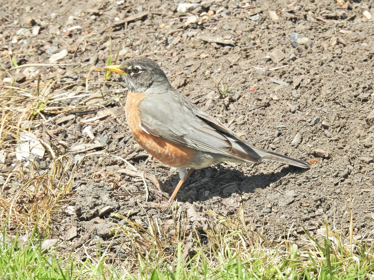 American Robin - Sam Talarigo