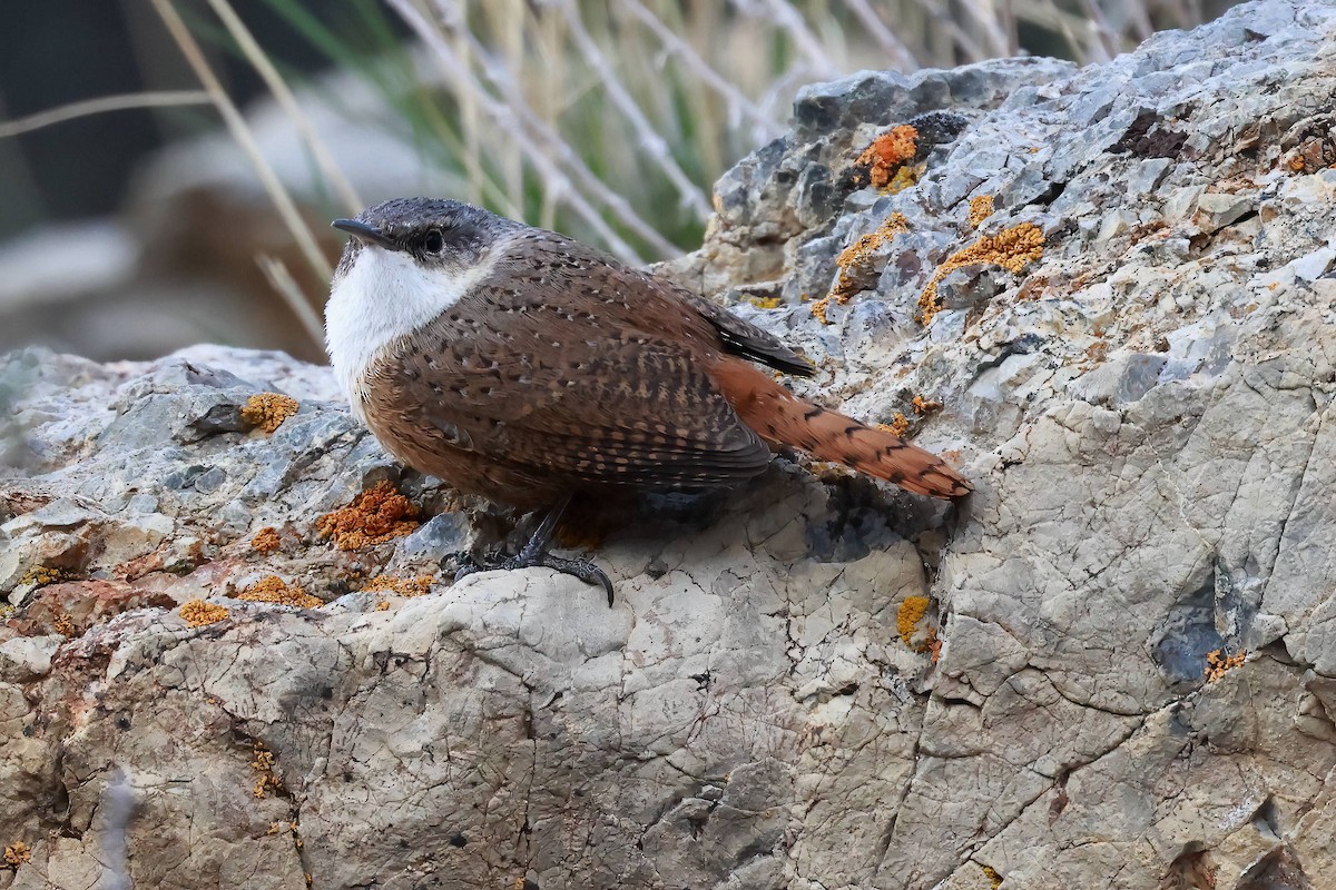 Canyon Wren - Steve Parker