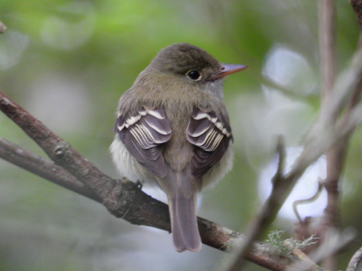 Acadian Flycatcher - John Amoroso