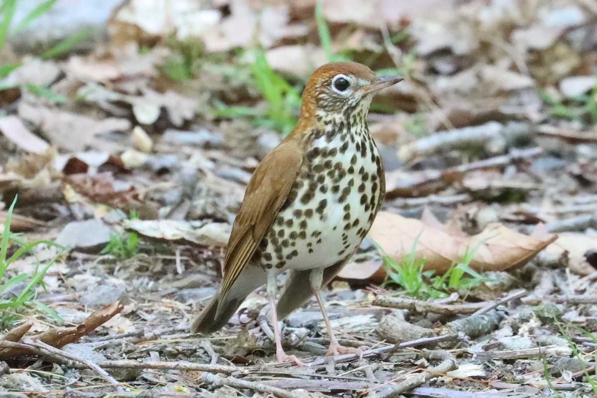 Wood Thrush - ML618247897