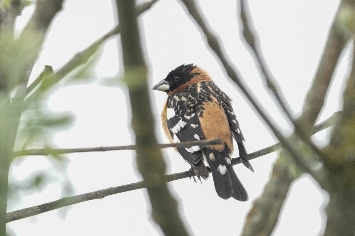 Black-headed Grosbeak - Tom Crawford