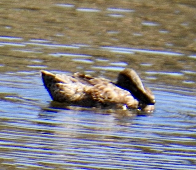 Blue-winged/Cinnamon Teal - Brian Ison