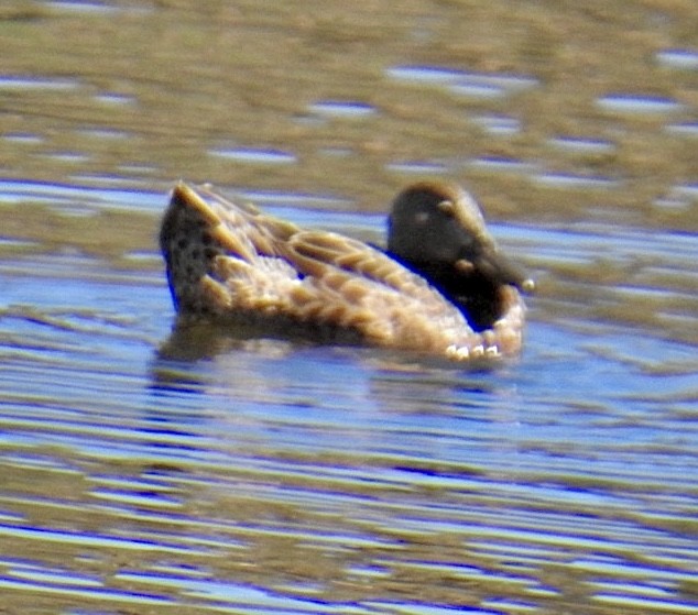 Blue-winged/Cinnamon Teal - Brian Ison