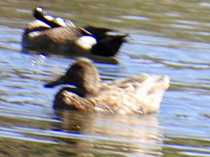 Blue-winged/Cinnamon Teal - Brian Ison