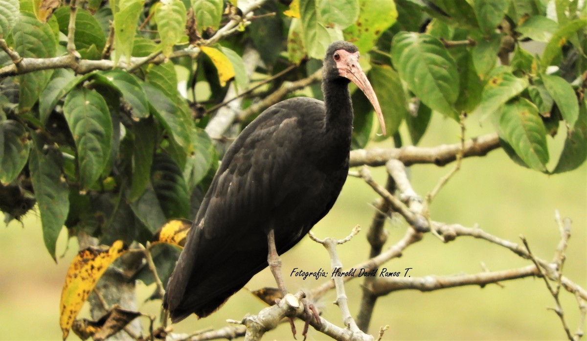 Bare-faced Ibis - Harold Ramos Torres