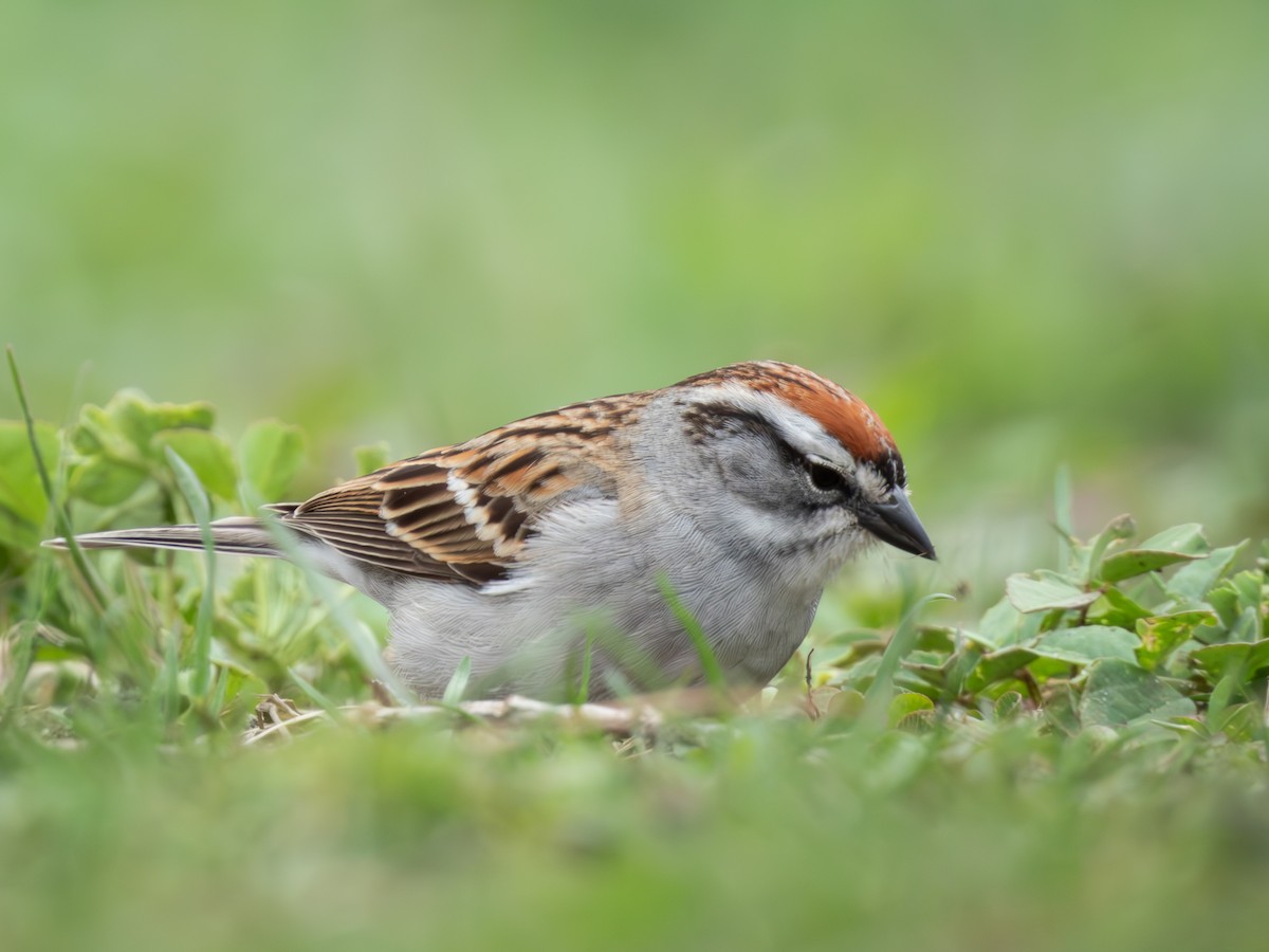 Chipping Sparrow - ML618247930