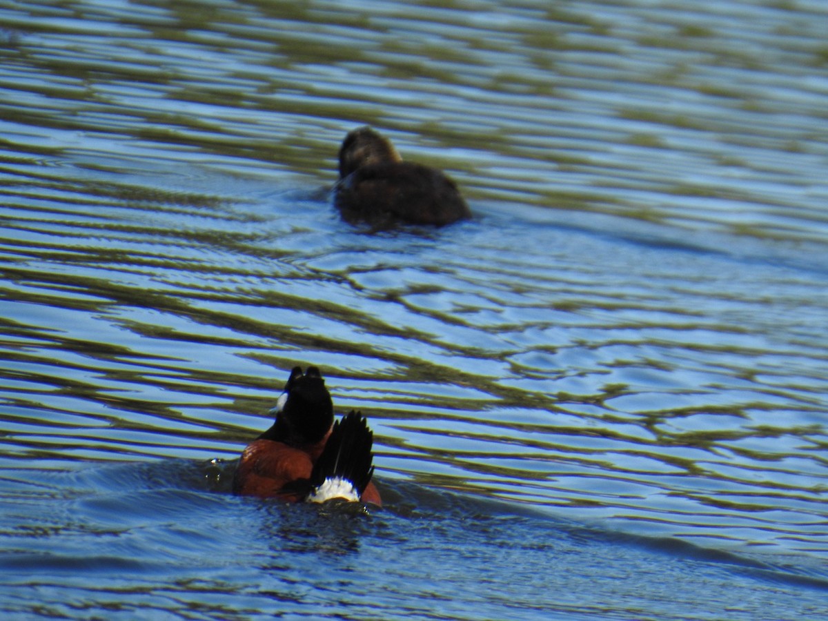 Ruddy Duck - Brian Ison