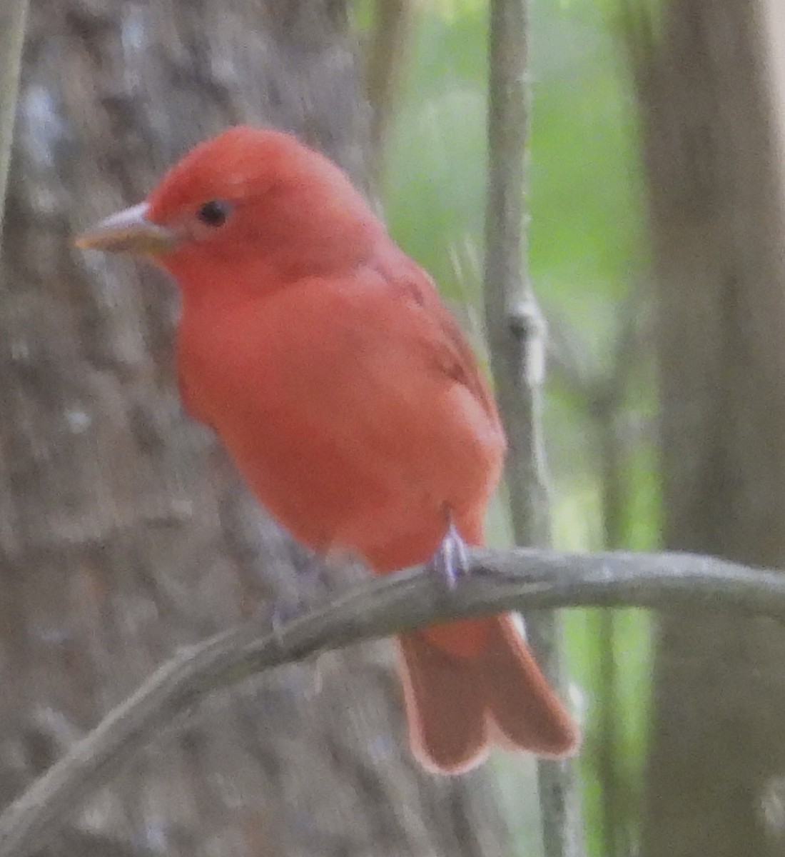 Summer Tanager - John Amoroso