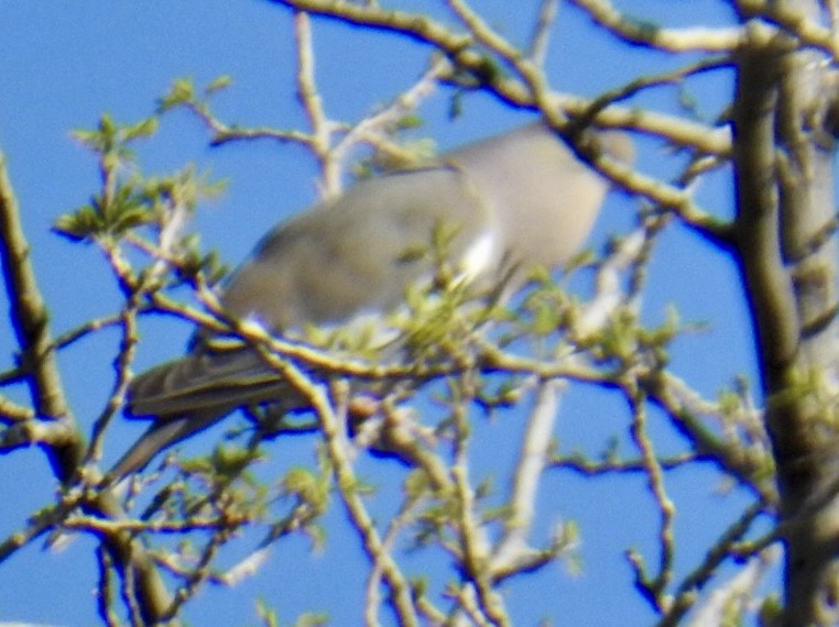 White-winged Dove - Brian Ison