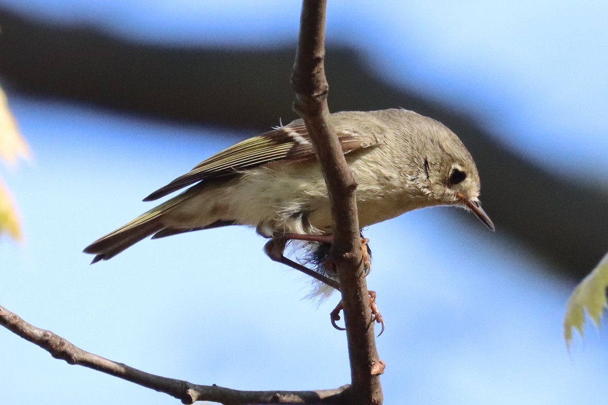 Roitelet à couronne rubis - ML618247980