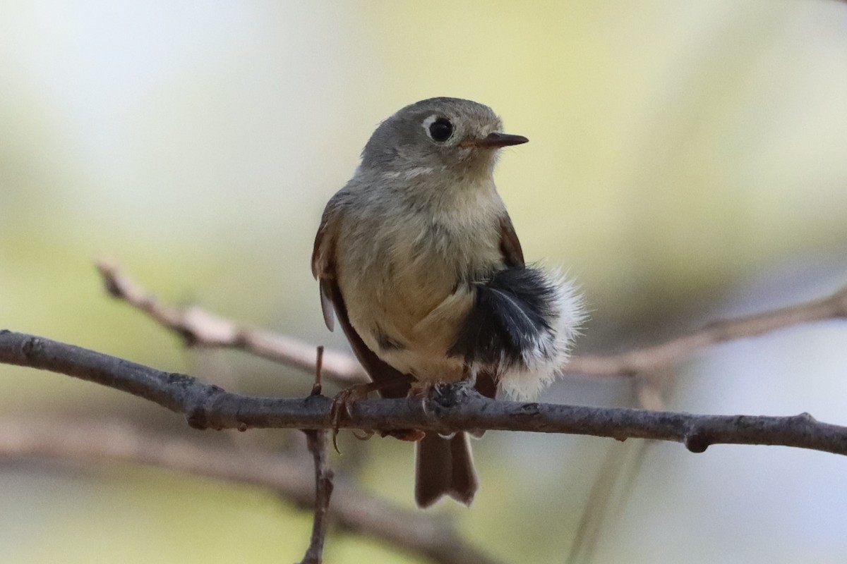 Ruby-crowned Kinglet - Subodh Ghonge