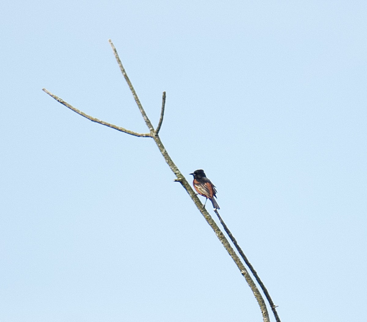 Orchard Oriole - Julia Gross