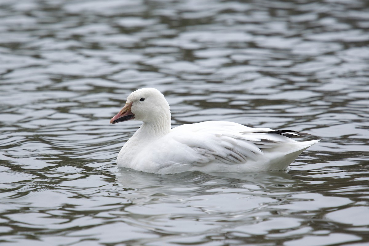 Snow Goose - Owen Strickland