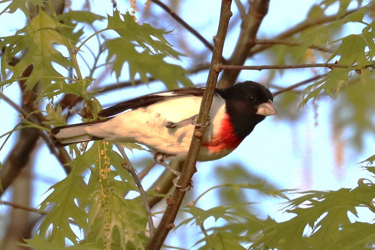 Rose-breasted Grosbeak - Subodh Ghonge