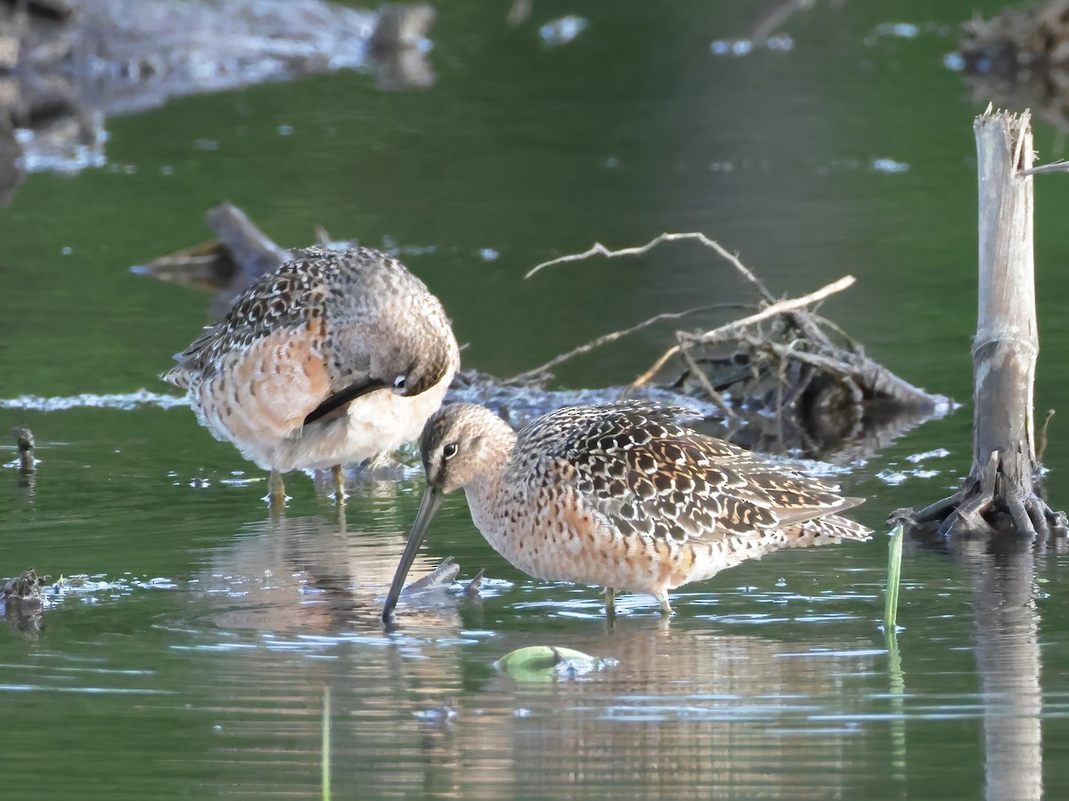 Long-billed Dowitcher - ML618248013