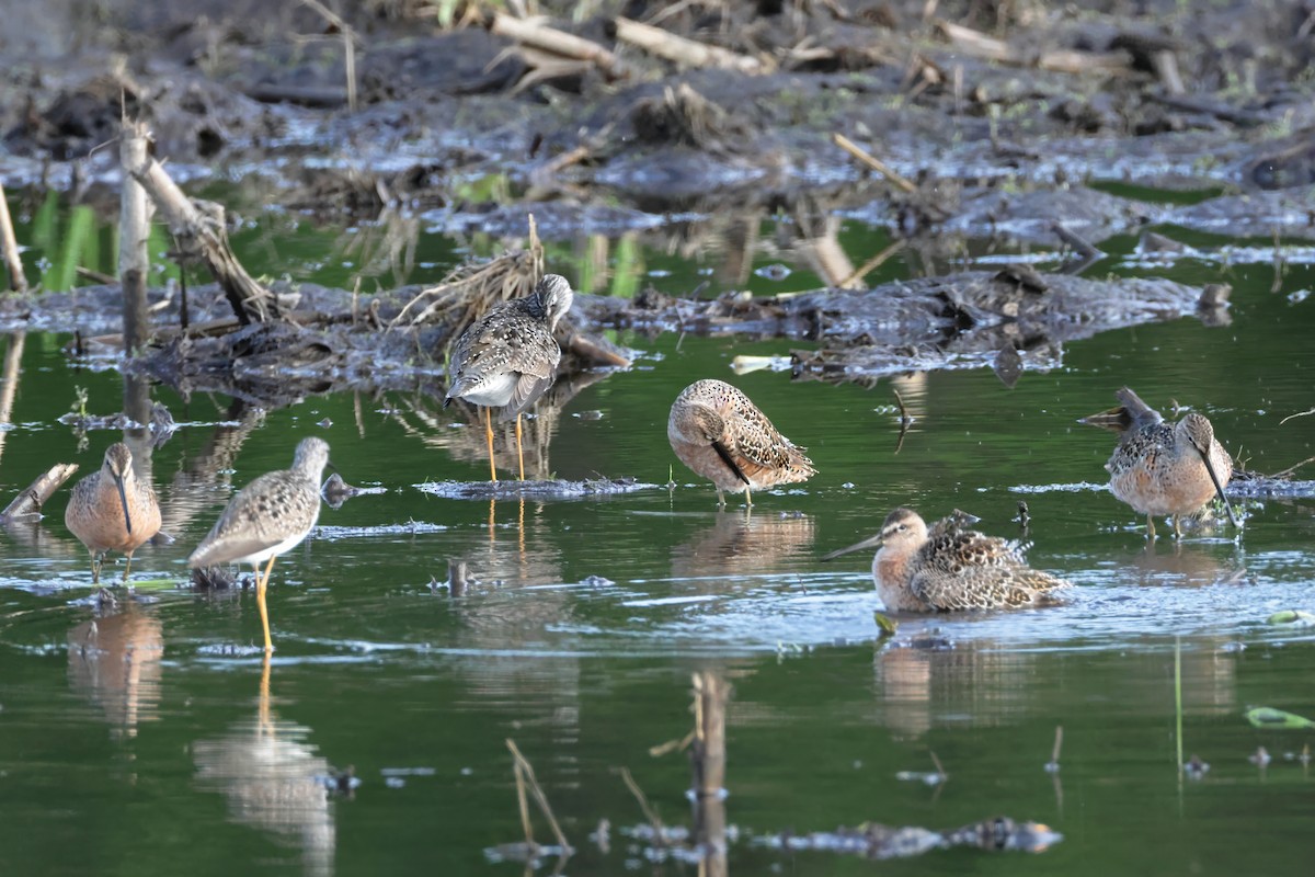 Long-billed Dowitcher - ML618248014