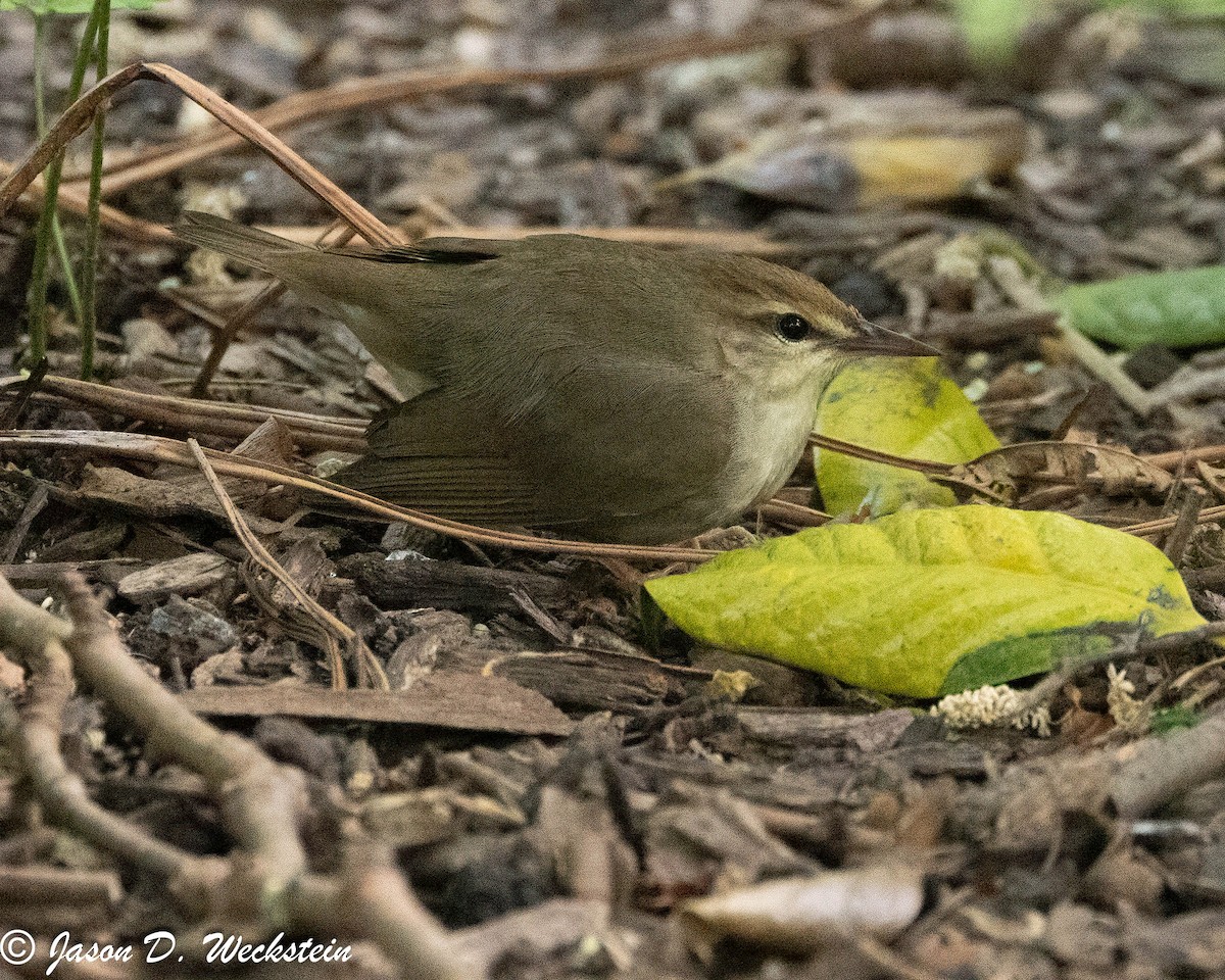 Swainson's Warbler - ML618248023