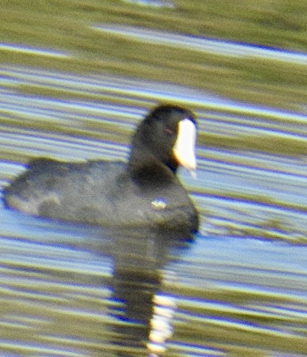 American Coot - Brian Ison