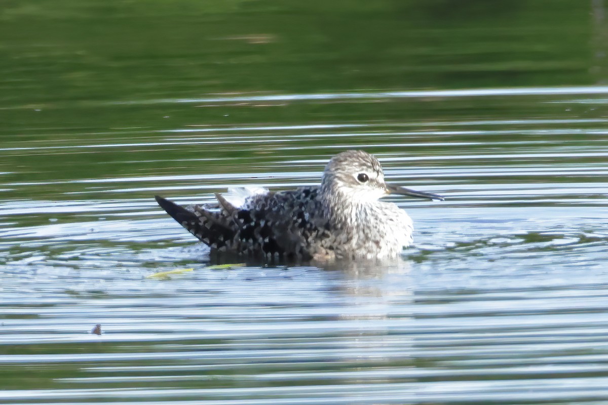 Lesser Yellowlegs - ML618248030