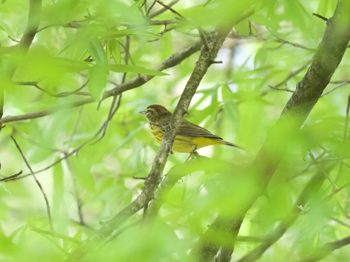 Palm Warbler - Julia Gross