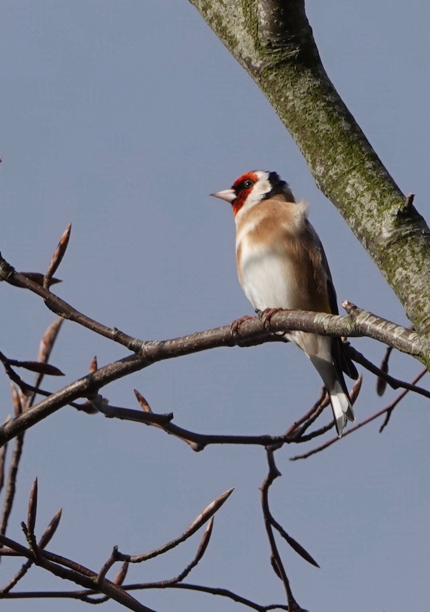 European Goldfinch - ML618248035