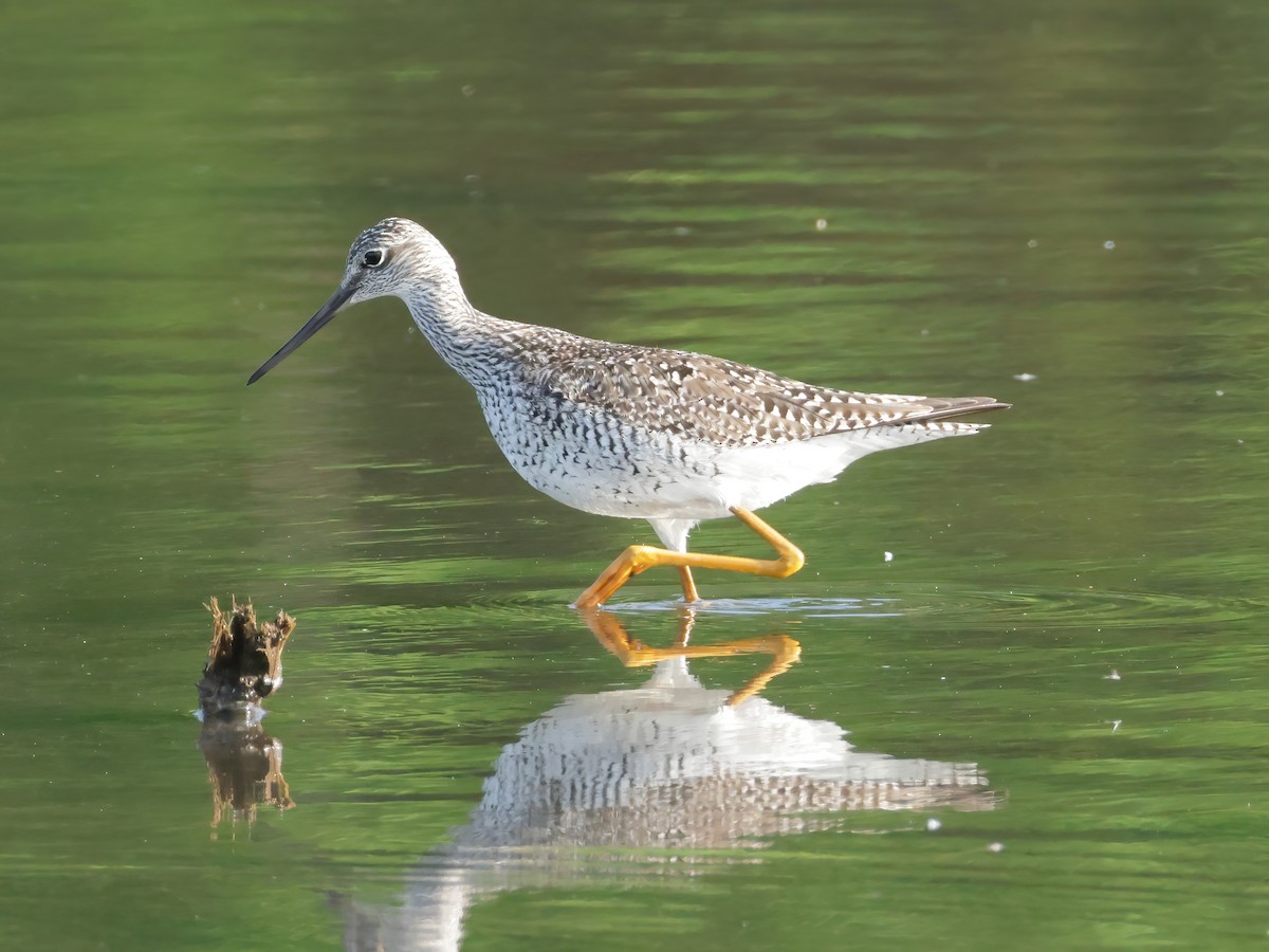 Greater Yellowlegs - ML618248045