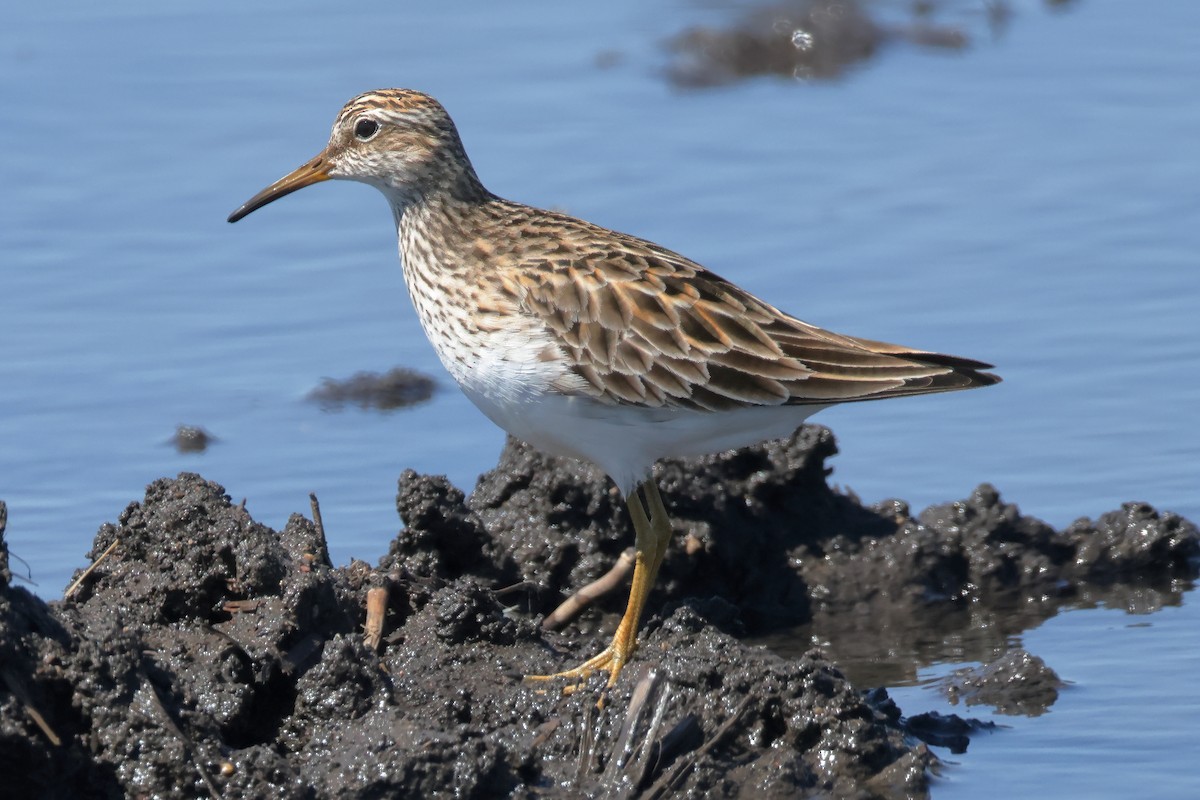 Graubrust-Strandläufer - ML618248055