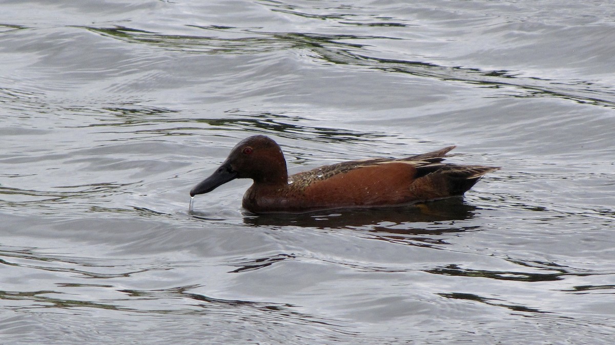 Cinnamon Teal - Sheila Sawyer