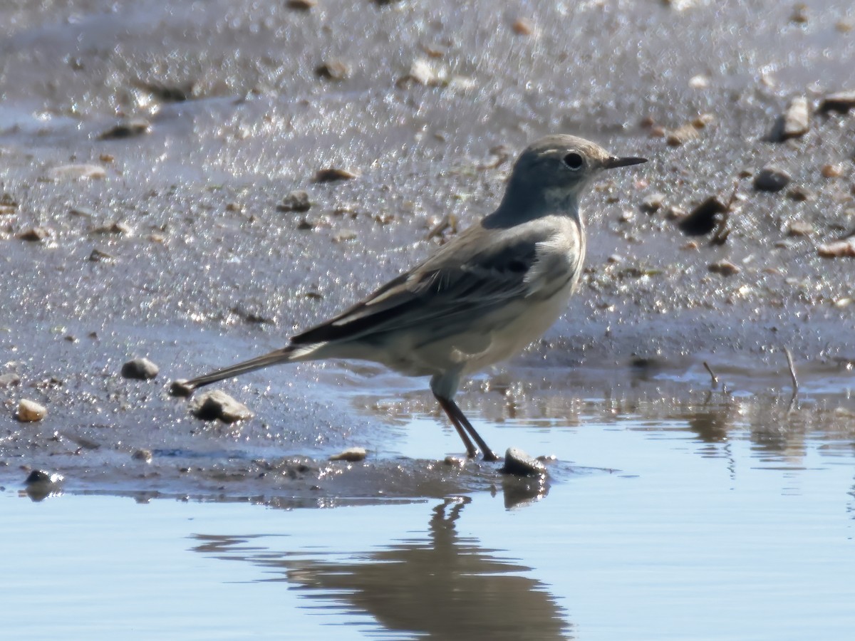 American Pipit - ML618248059