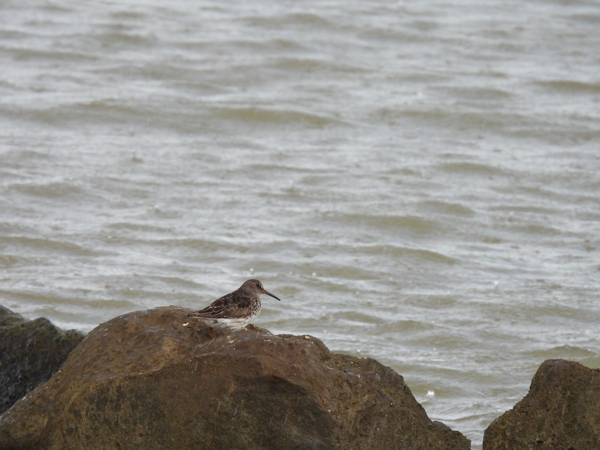 Purple Sandpiper - ML618248060