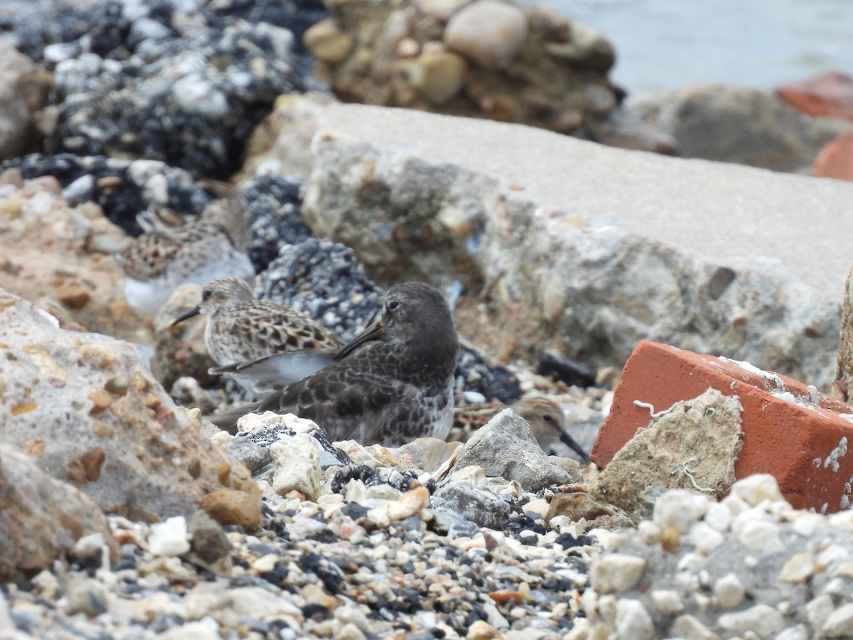 Purple Sandpiper - ML618248061