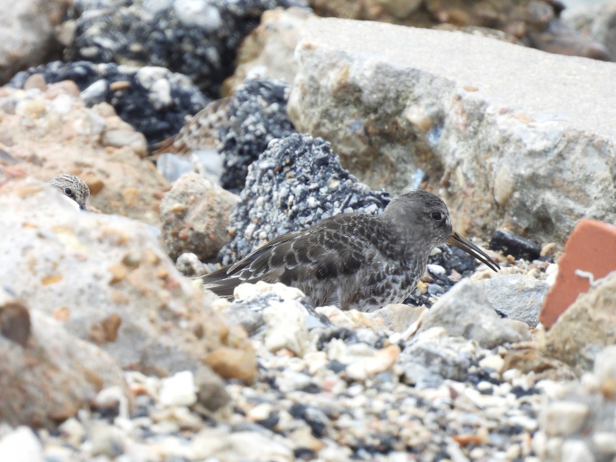 Purple Sandpiper - Heather Bullock