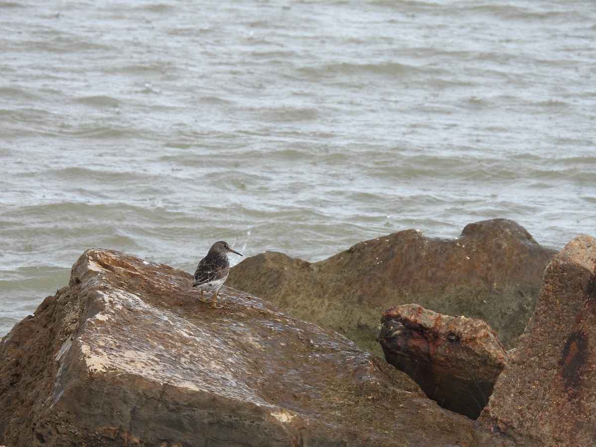 Purple Sandpiper - ML618248063