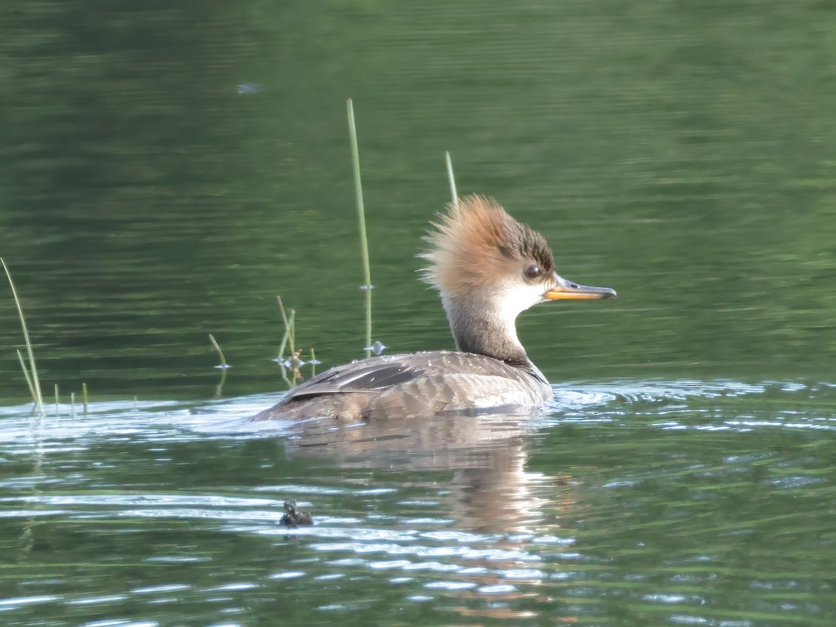 Hooded Merganser - ML618248067