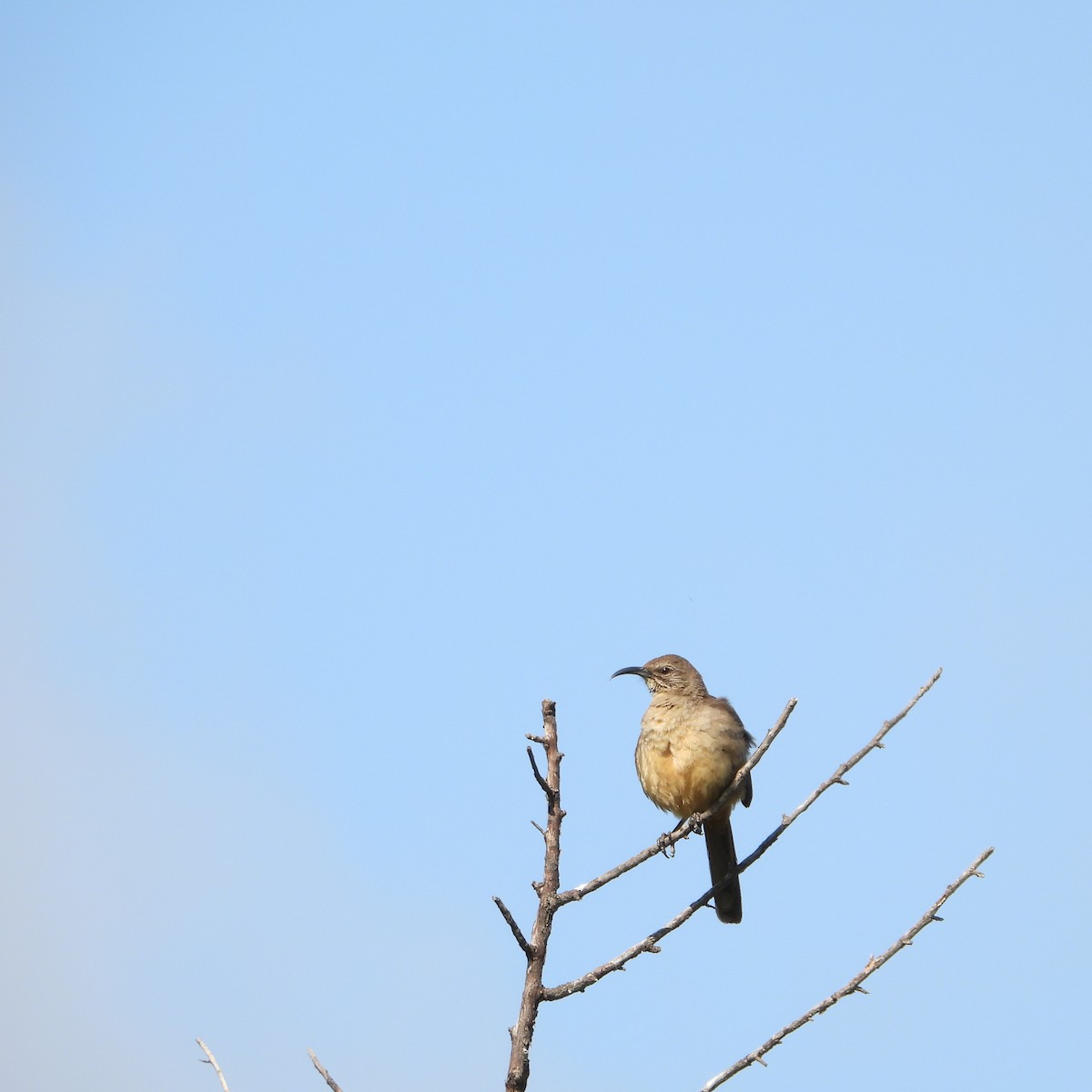 California Thrasher - ML618248125