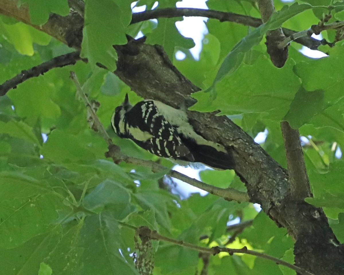 Downy Woodpecker - Susan Burkhart