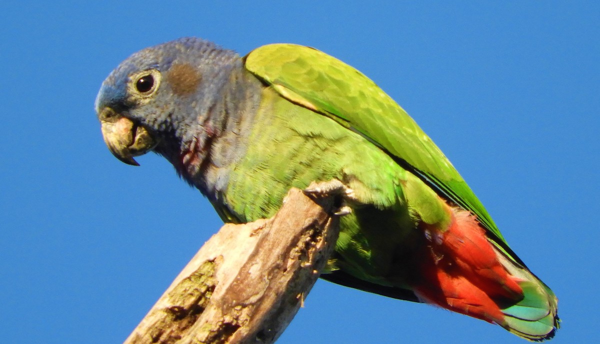 Blue-headed Parrot - Harold Ramos Torres