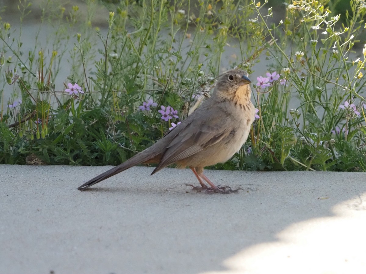 Canyon Towhee - David Zook