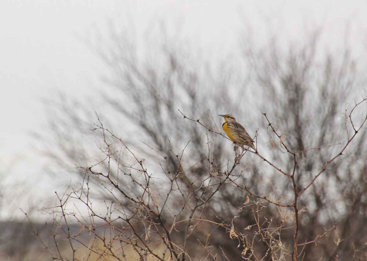 Chihuahuan Meadowlark - Jared Peck