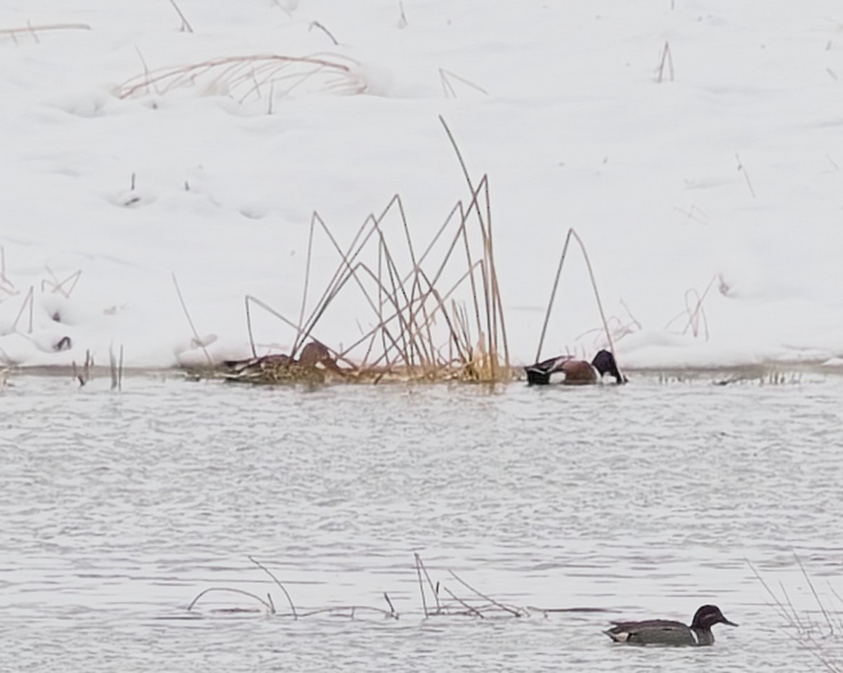 Northern Shoveler - Frank Letniowski