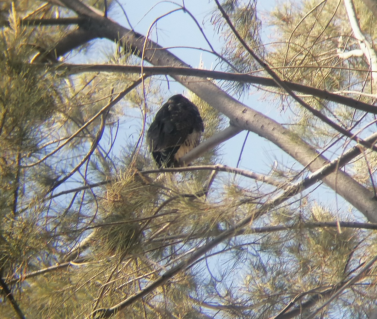 Harris's Hawk - Pierina A. Bermejo