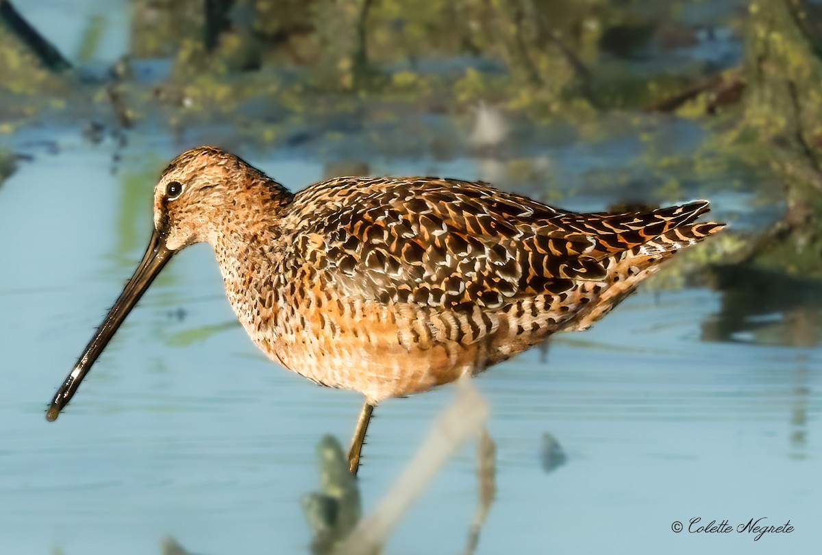 Long-billed Dowitcher - ML618248193