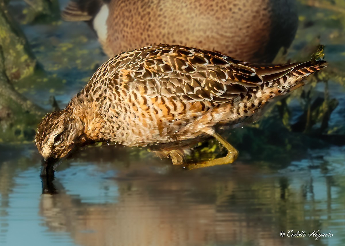 Long-billed Dowitcher - ML618248194
