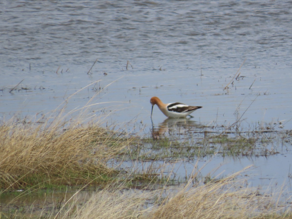 American Avocet - Alex Grant