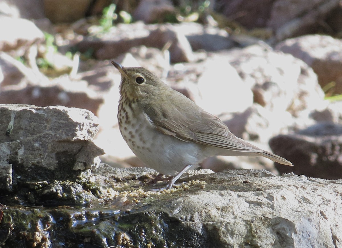 Swainson's Thrush - Shaun Robson