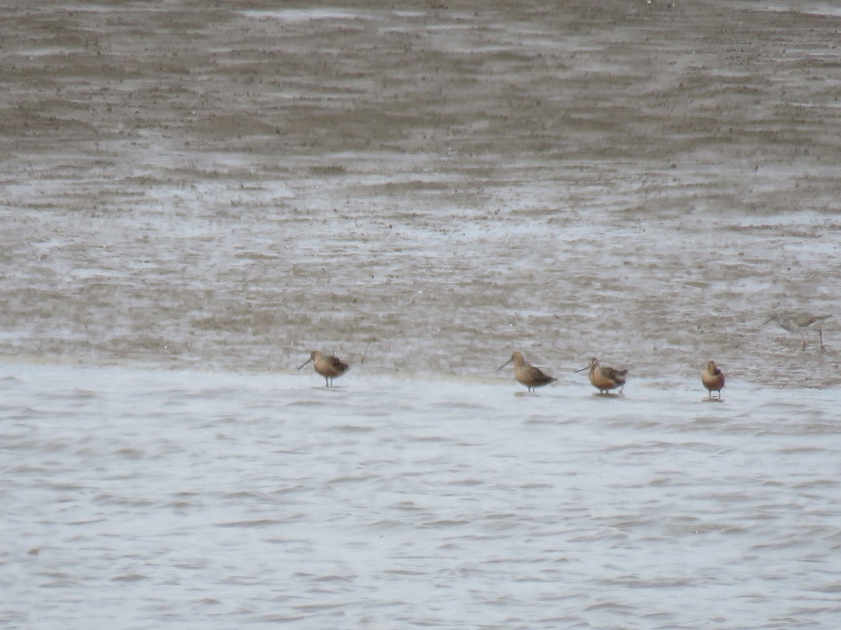 Long-billed Dowitcher - ML618248228